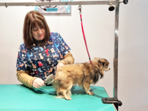 Houdini Chihuahua Le Magi'chien D'oz