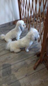 Lissa et Louping attendent leur maître Le Magi'chien D'oz