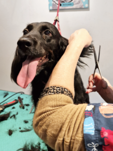 Maya soin des oreilles Le Magi'chien D'oz