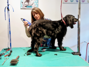 Maya tonte Le Magi'chien D'oz