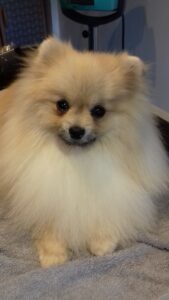 Oliver Spitz nain Le Magi'chien D'oz