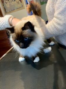 chat Le Magi'chien D'oz