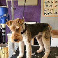 toilettage Fox après Le Magi'chien D'oz