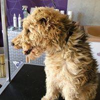 toilettage Fox avant Le Magi'chien D'oz