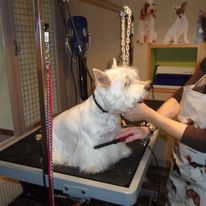 toilettage Westie Le Magi'chien D'oz