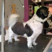 toilettage shitzhu après Le Magi'chien D'oz