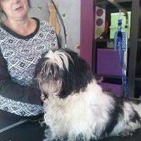 toilettage shitzhu avant Le Magi'chien D'oz