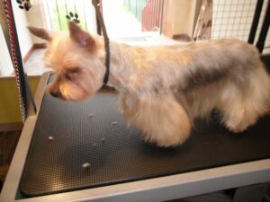 toilettage york Le Magi'chien D'oz