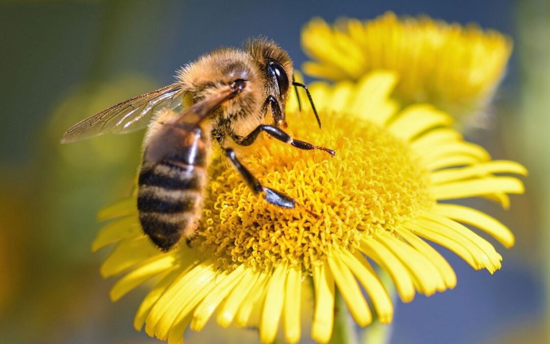 BEETIC