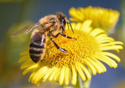 BEETIC